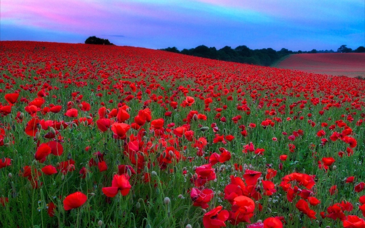 Обои небо, цветы, холмы, поле, красные, маки, луг, the sky, flowers, hills, field, red, maki, meadow разрешение 2048x1365 Загрузить