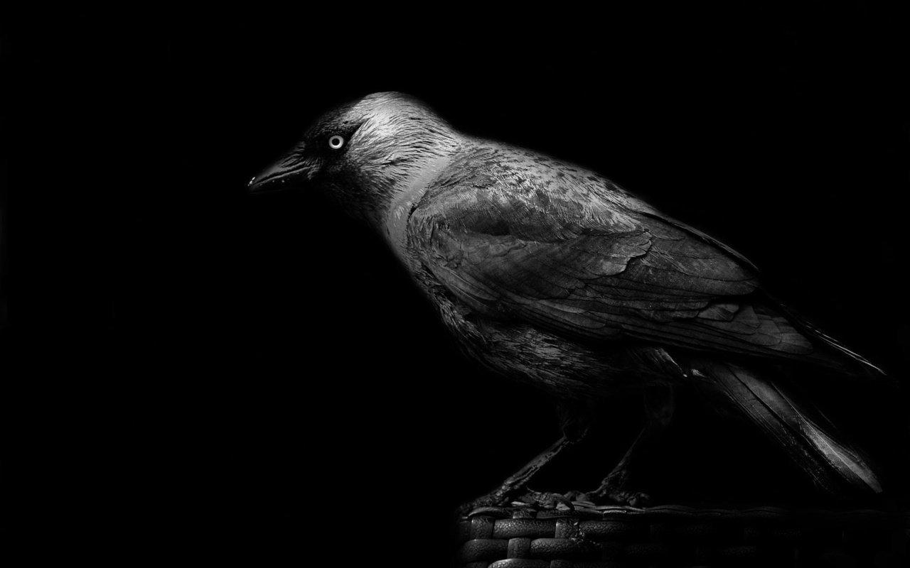 Обои птицы, клюв, черный фон, ворона, birds, beak, black background, crow разрешение 2048x1365 Загрузить