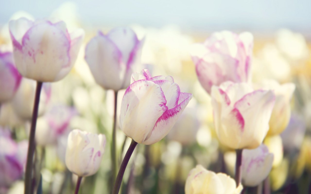 Обои цветы, природа, весна, тюльпаны, flowers, nature, spring, tulips разрешение 2048x1365 Загрузить