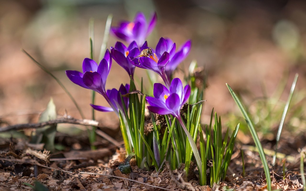 Обои цветы, макро, поле, весна, крокусы, flowers, macro, field, spring, crocuses разрешение 1920x1200 Загрузить