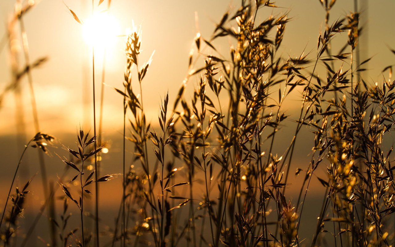 Обои трава, солнце, природа, макро, утро, колоски, grass, the sun, nature, macro, morning, spikelets разрешение 1920x1200 Загрузить