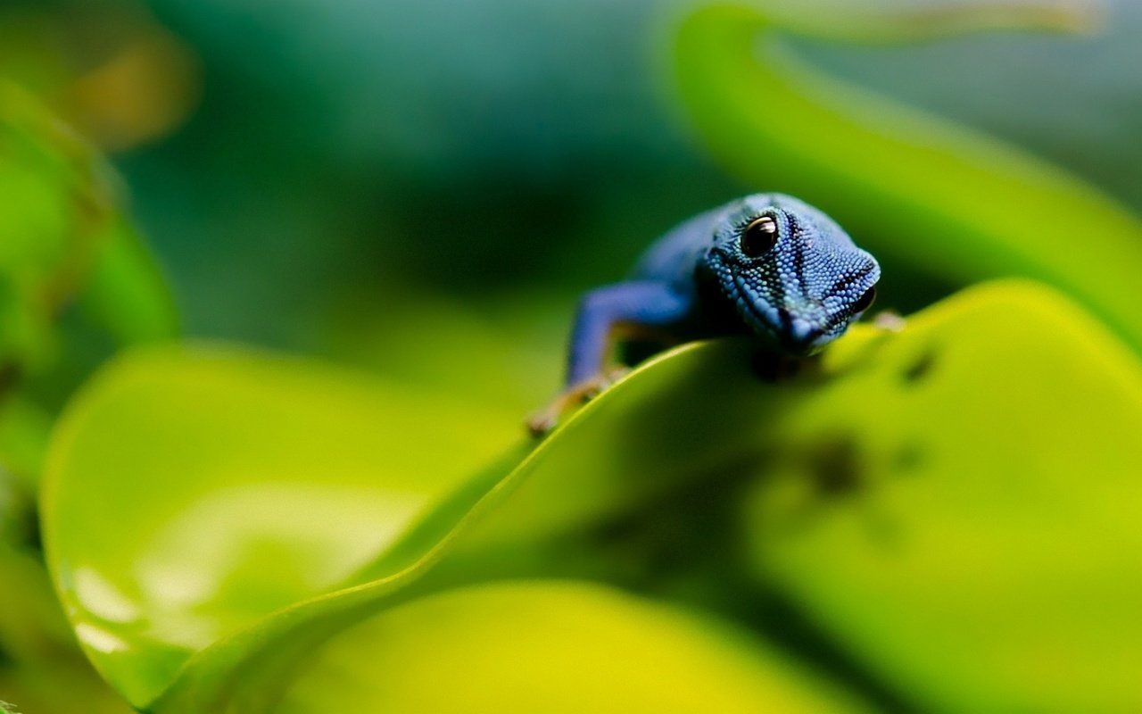 Обои листья, макро, ящерица, синяя, пресмыкающие, leaves, macro, lizard, blue, kowtowing animals: разрешение 1920x1200 Загрузить