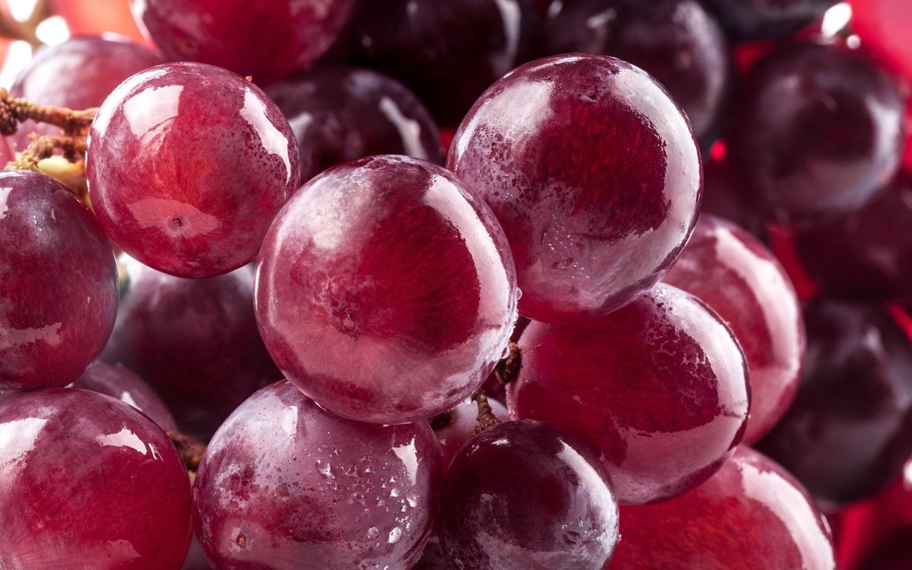 Обои макро, виноград, капли, воды, красный, ягоды, macro, grapes, drops, water, red, berries разрешение 1920x1355 Загрузить