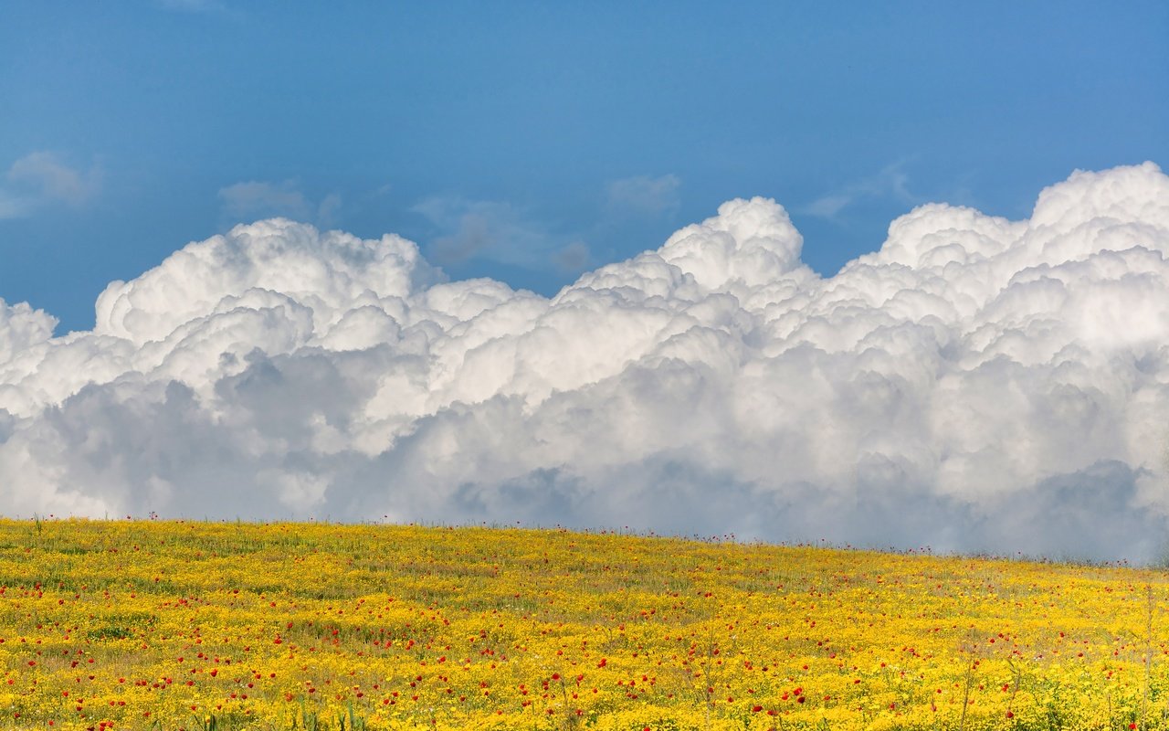 Обои небо, цветы, облака, поле, the sky, flowers, clouds, field разрешение 3000x2000 Загрузить