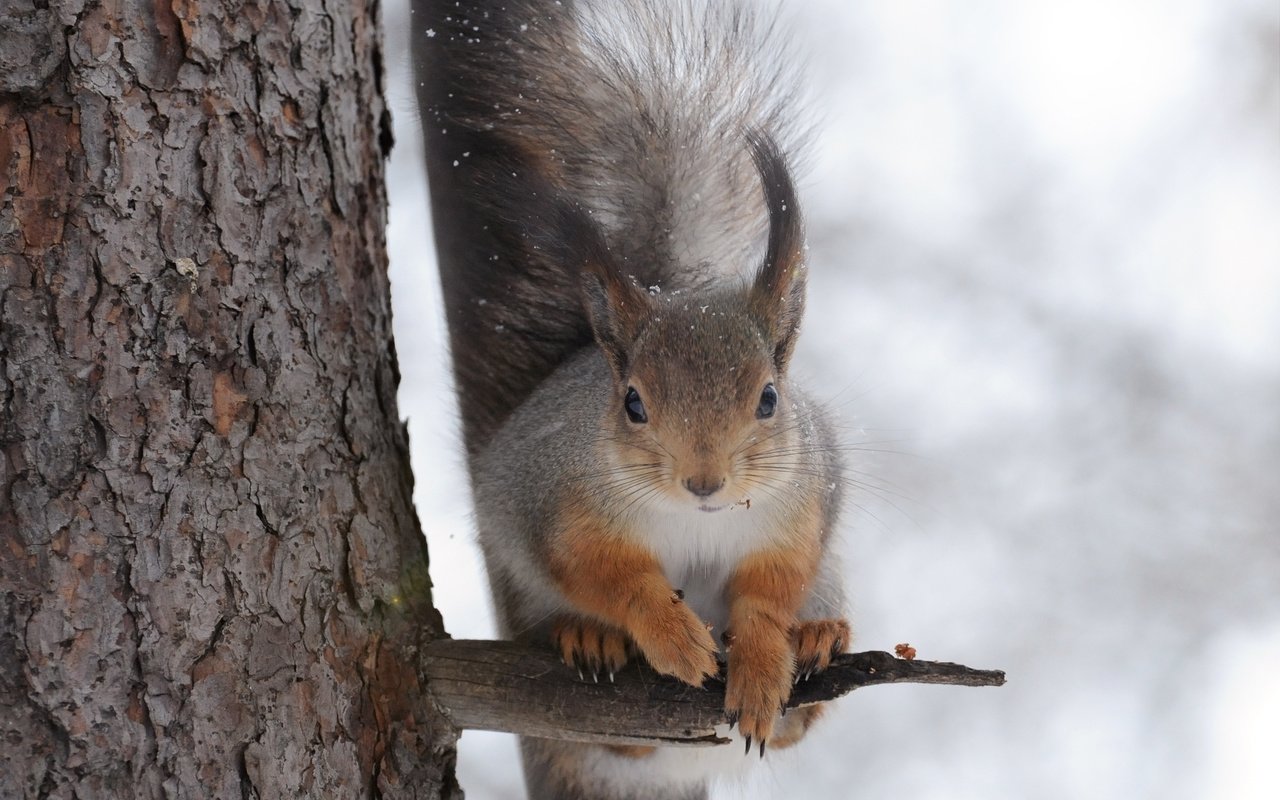 Обои дерево, зима, белка, белочка, anna verdina, tree, winter, protein, squirrel разрешение 3328x2536 Загрузить