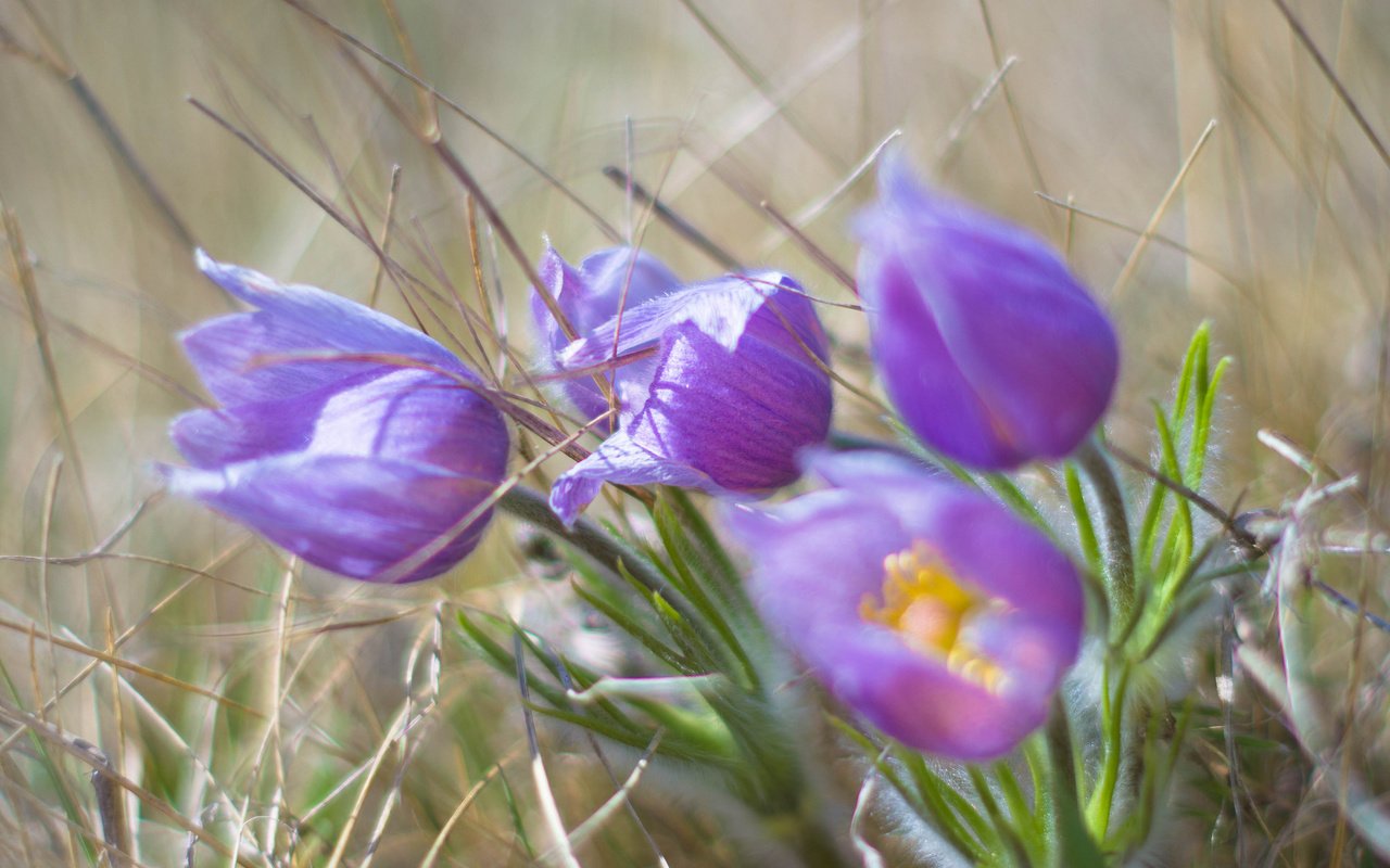 Обои цветы, цветком, ветреница, сон-трава, прострел, flowers, flower, anemone, sleep-grass, cross разрешение 2048x1510 Загрузить