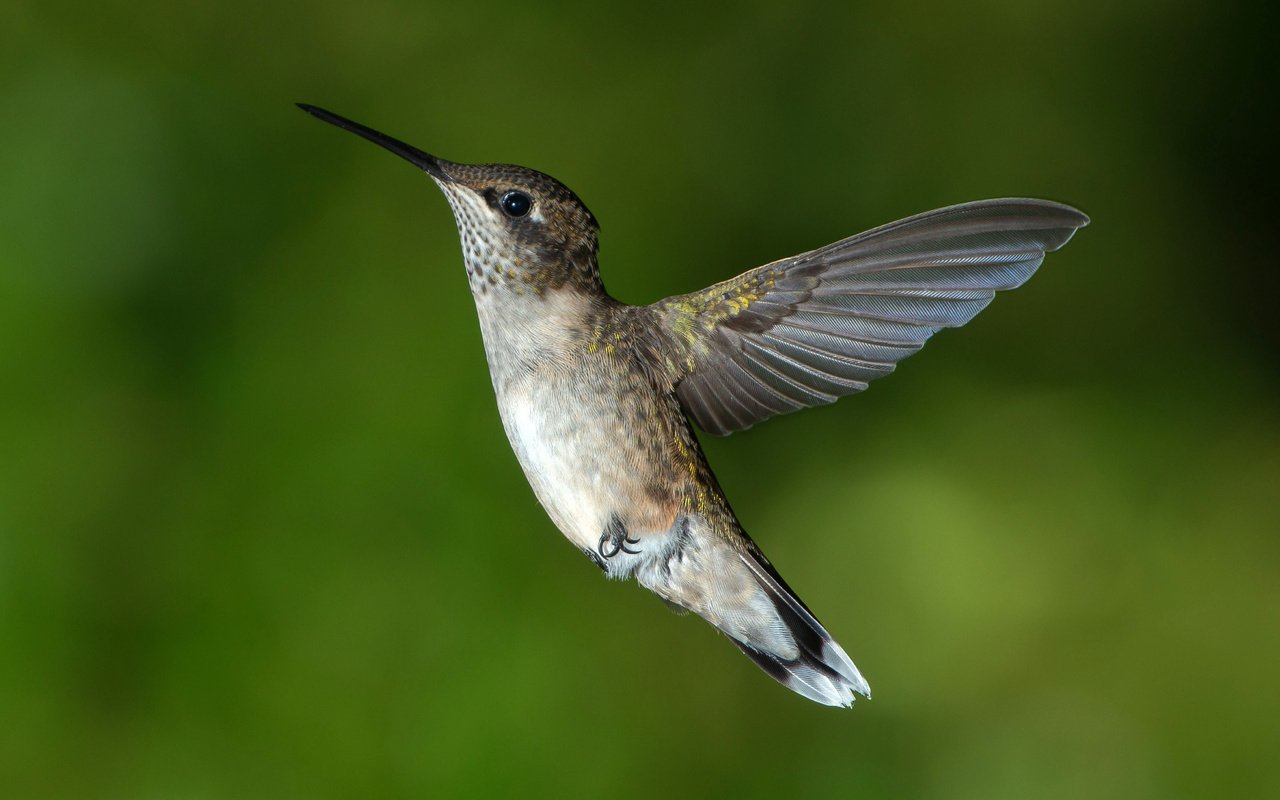 Обои фон, полет, крылья, птица, колибри, background, flight, wings, bird, hummingbird разрешение 4069x2716 Загрузить