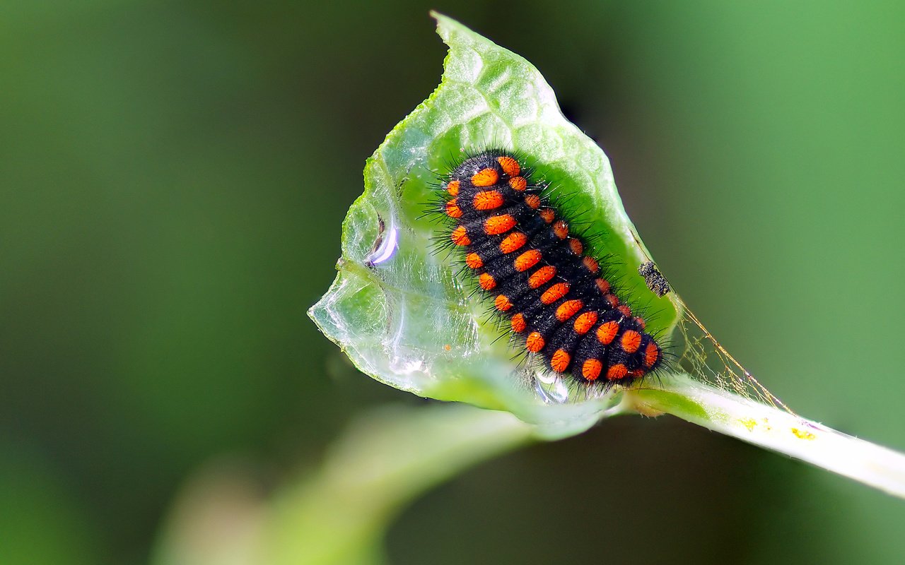 Обои макро, насекомое, лист, растение, гусеница, ziva & amir, macro, insect, sheet, plant, caterpillar разрешение 3393x2224 Загрузить