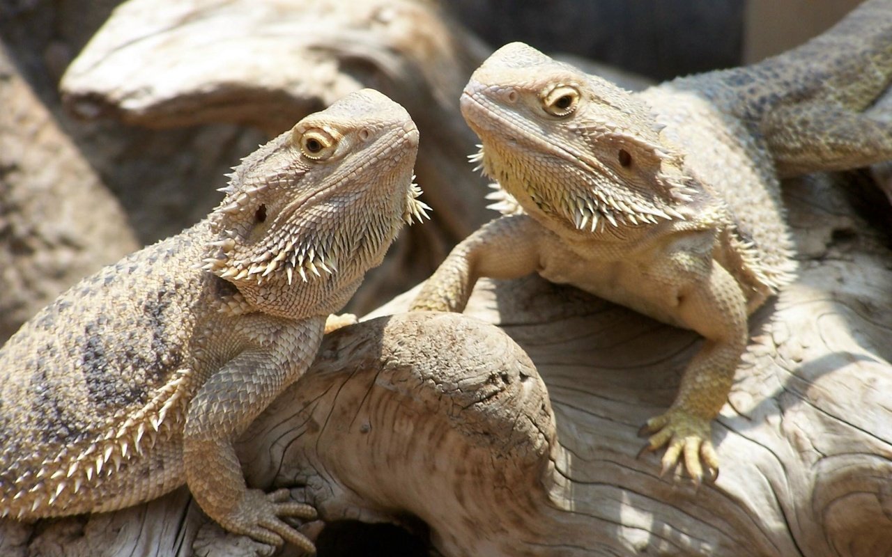 Обои ящерица, рептилия, пресмыкающиеся, бородатая агама, агама, lizard, reptile, reptiles, bearded agama, agama разрешение 2418x1606 Загрузить