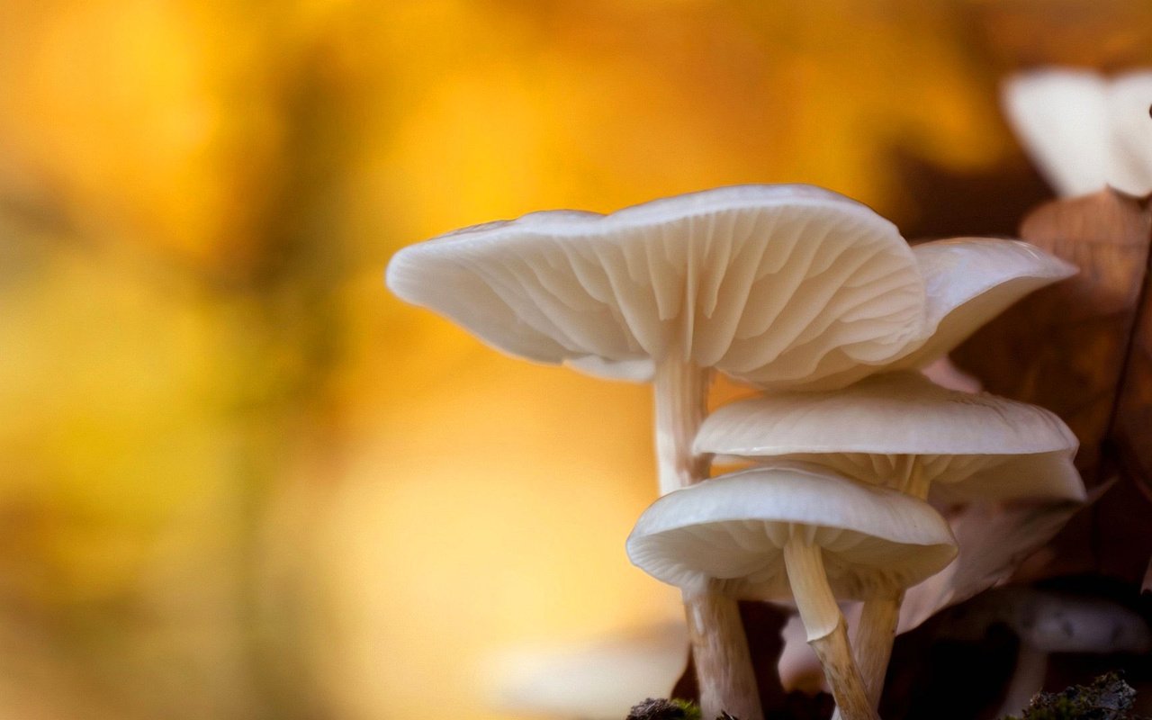 Обои природа, макро, осень, грибы, боке, nature, macro, autumn, mushrooms, bokeh разрешение 1920x1080 Загрузить