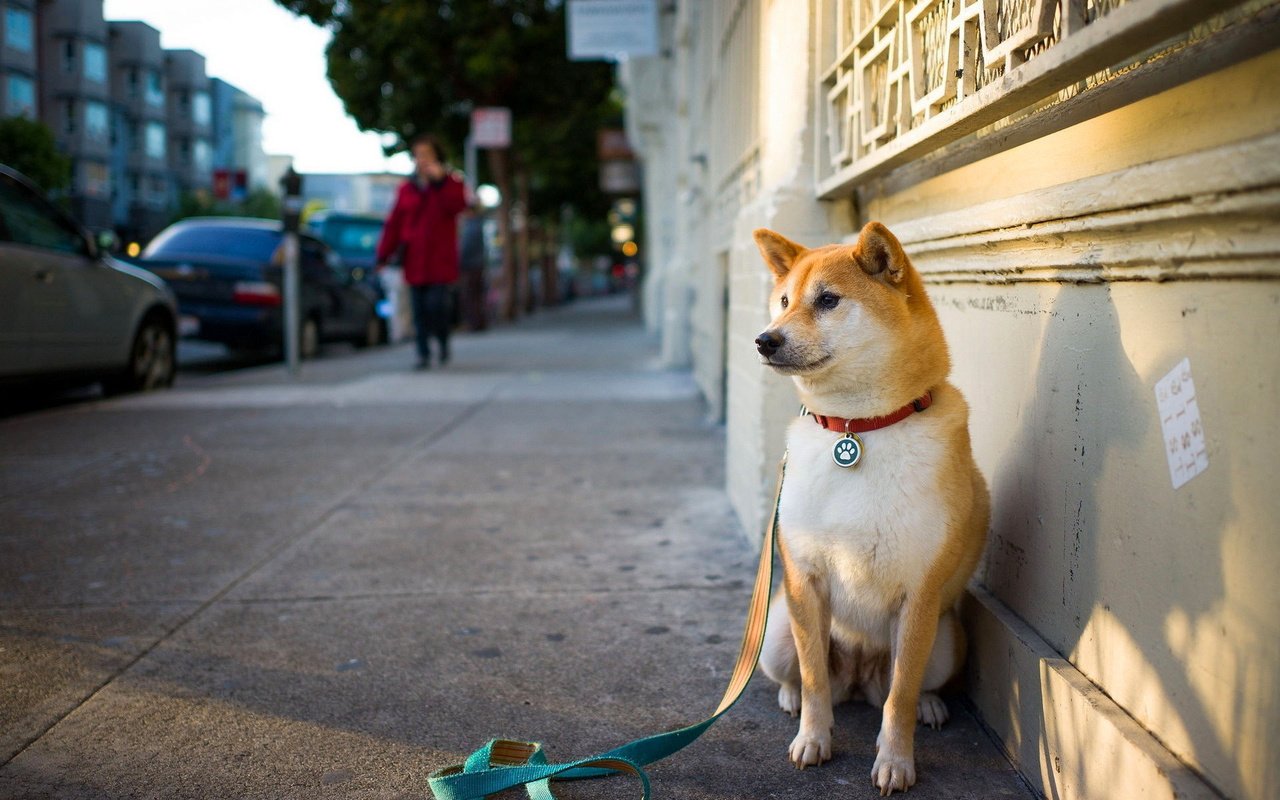 Обои мордочка, взгляд, собака, улица, ошейник, поводок, сиба-ину, muzzle, look, dog, street, collar, leash, shiba inu разрешение 1920x1200 Загрузить