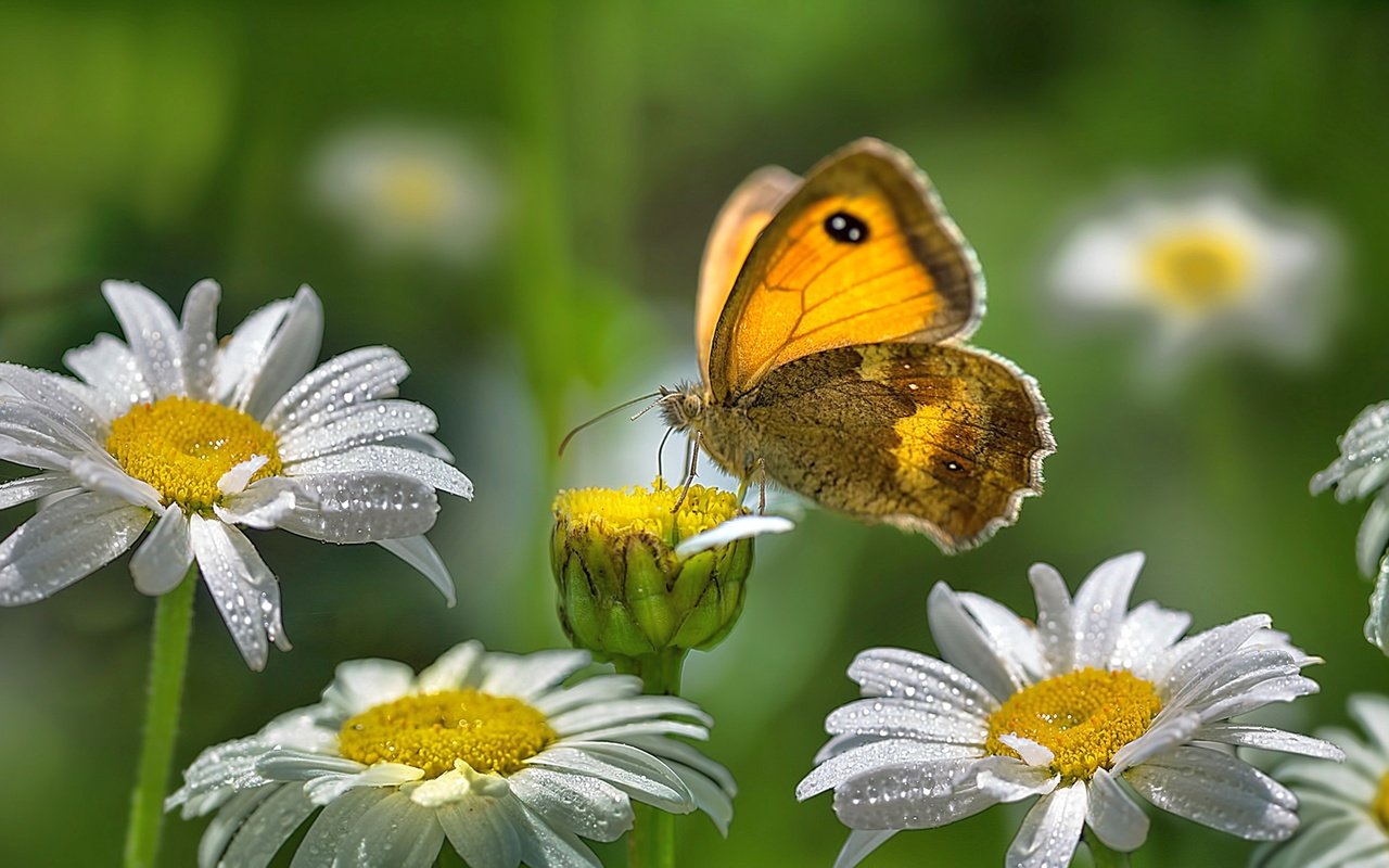 Обои цветы, роса, капли, лето, бабочка, насекомые, ромашки, flowers, rosa, drops, summer, butterfly, insects, chamomile разрешение 2560x1440 Загрузить