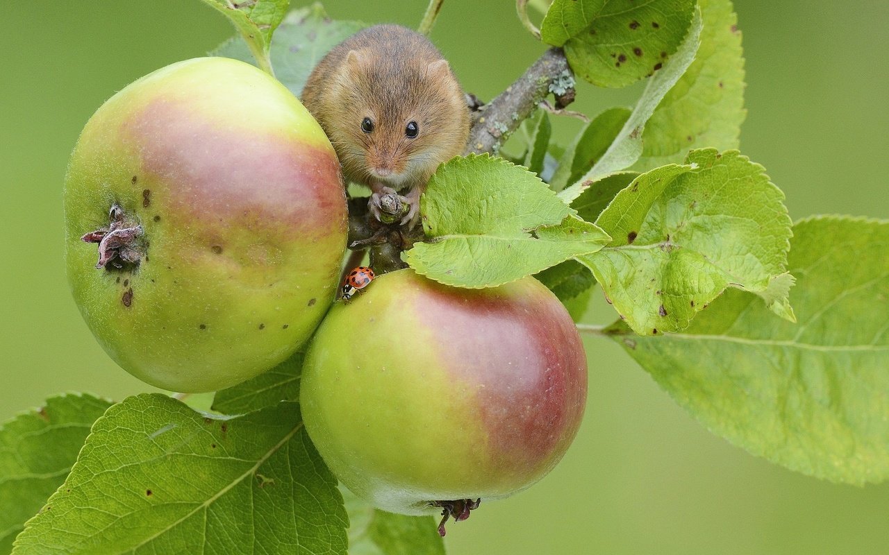 Обои яблоки, мышь, apples, mouse разрешение 1920x1200 Загрузить