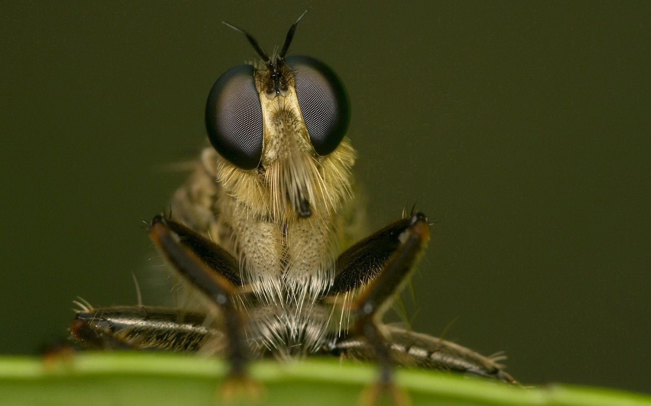 Обои глаза, макро, насекомое, лапки, муха, крупным планом, eyes, macro, insect, legs, fly, closeup разрешение 1920x1444 Загрузить