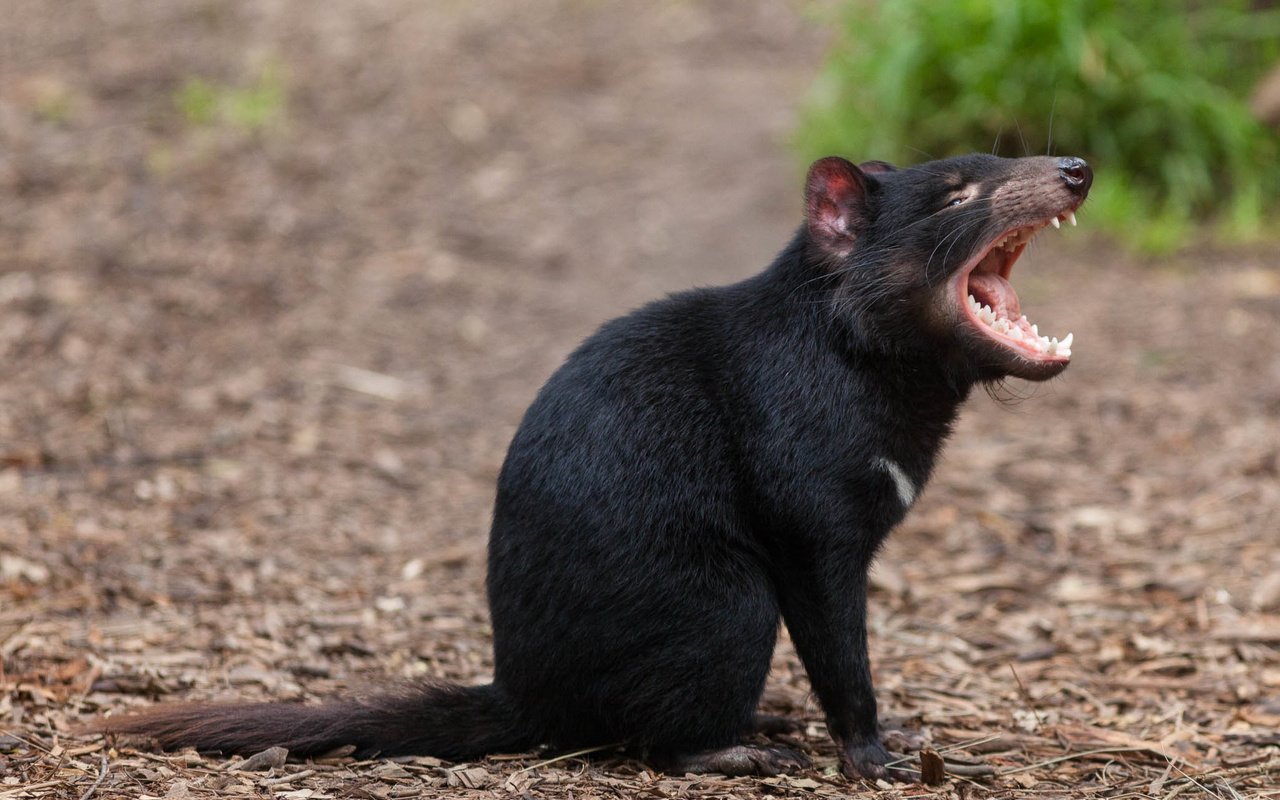 Обои зверек, пасть, тасманийский дьявол, animal, mouth, tasmanian devil разрешение 2050x1367 Загрузить