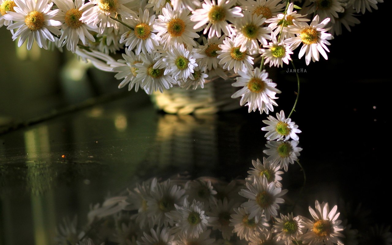 Обои цветы, отражение, ромашки, отрожение, flowers, reflection, chamomile, otrozhenie разрешение 2560x1707 Загрузить