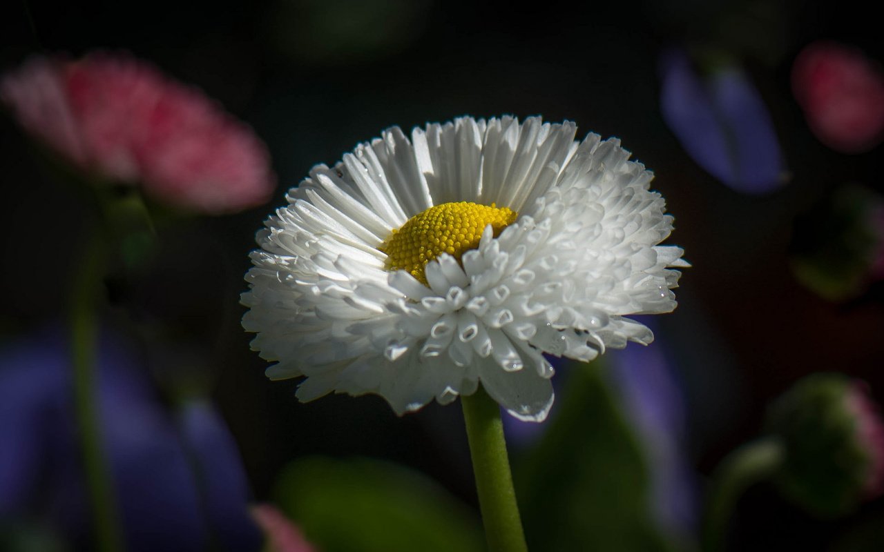 Обои парк, лепестки, сад, луг, стебель, клумба, park, petals, garden, meadow, stem, flowerbed разрешение 2048x1177 Загрузить