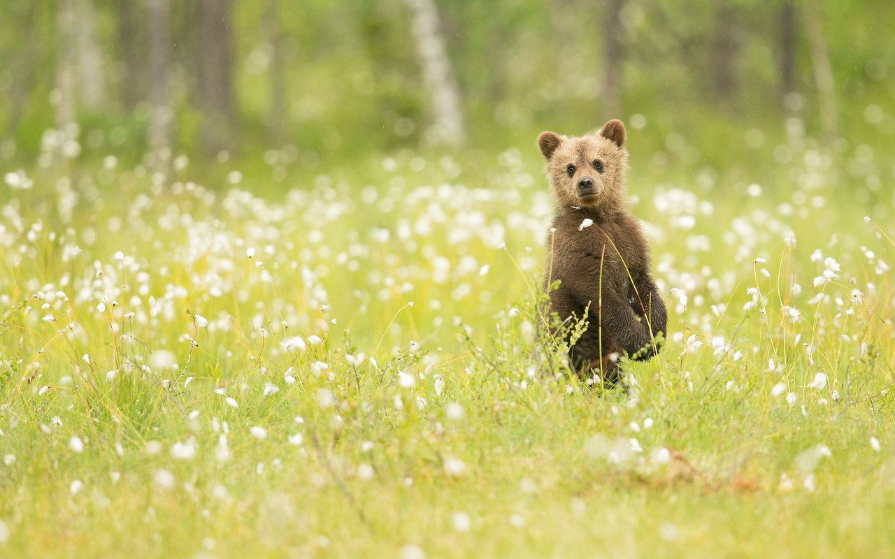 Обои цветы, трава, природа, медведь, наблюдение, медвежонок, flowers, grass, nature, bear, observation разрешение 2048x1365 Загрузить