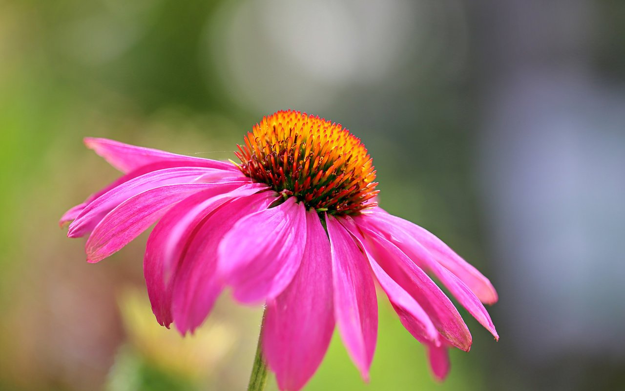 Обои макро, цветок, лепестки, краски, эхинацея, macro, flower, petals, paint, echinacea разрешение 2048x1366 Загрузить