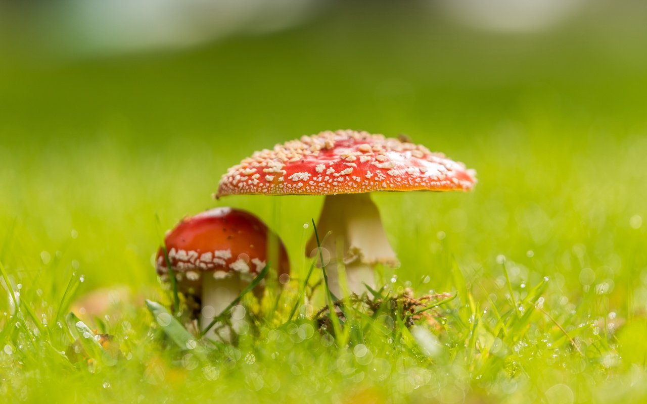 Обои природа, фон, грибы, nature, background, mushrooms разрешение 4793x2662 Загрузить