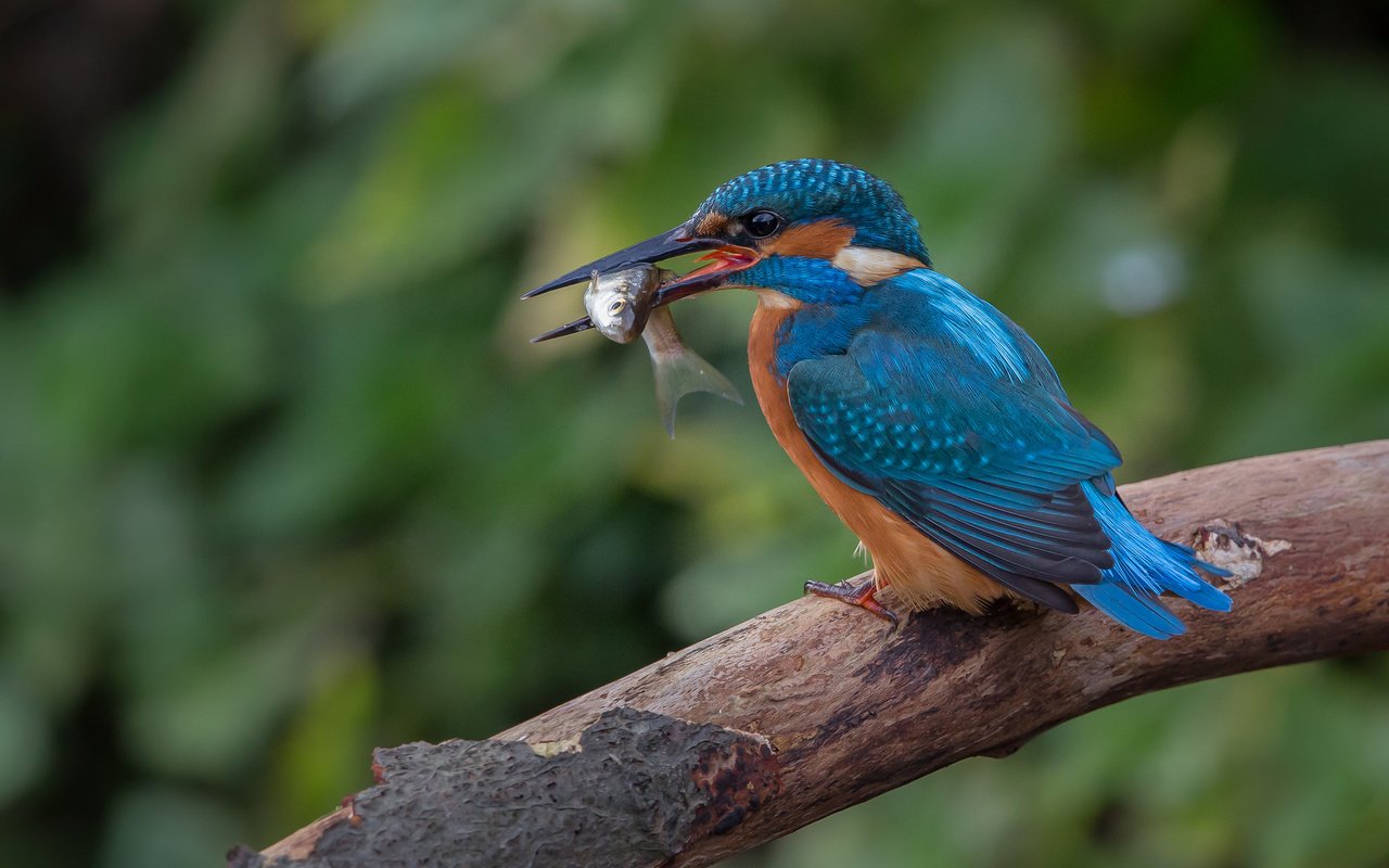 Обои природа, птица, клюв, рыбка, зимородок, nature, bird, beak, fish, kingfisher разрешение 2048x1366 Загрузить