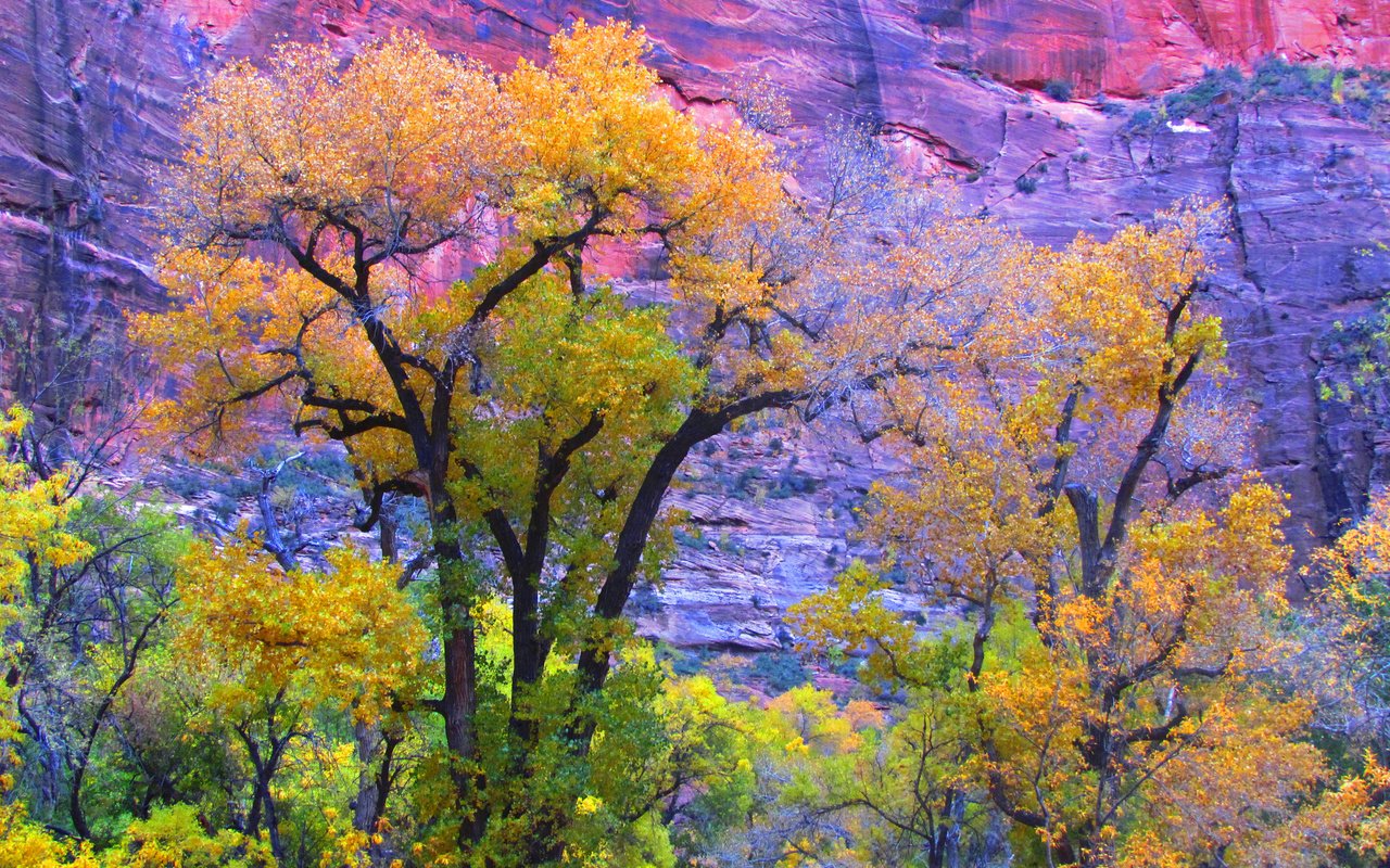 Обои деревья, скала, гора, осень, сша, юта, zion national park, trees, rock, mountain, autumn, usa, utah разрешение 2048x1403 Загрузить