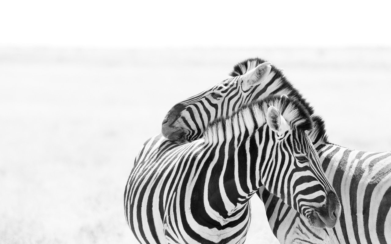 Обои зебра, любовь, пара, белый фон, зебры, zebra, love, pair, white background разрешение 2046x1352 Загрузить