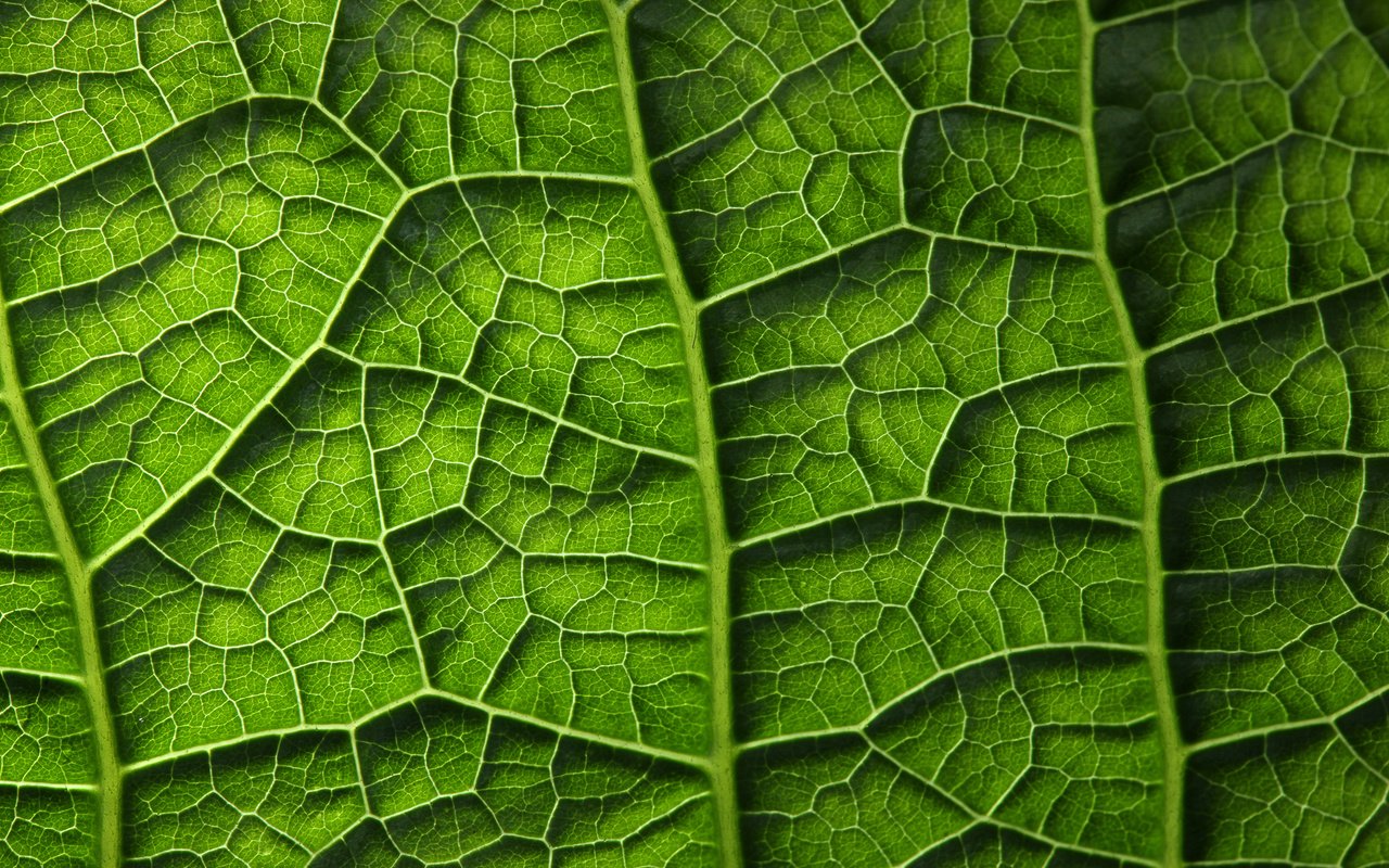 Обои зелёный, лист, растение, листик, завод, грин, green, sheet, plant, leaf разрешение 2450x1633 Загрузить