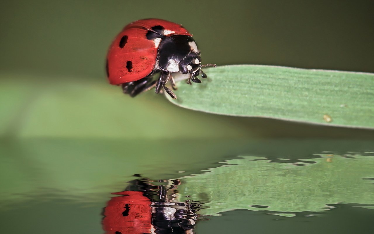 Обои вода, природа, жук, макро, насекомое, отражение, фон, божья коровка, water, nature, beetle, macro, insect, reflection, background, ladybug разрешение 1920x1280 Загрузить