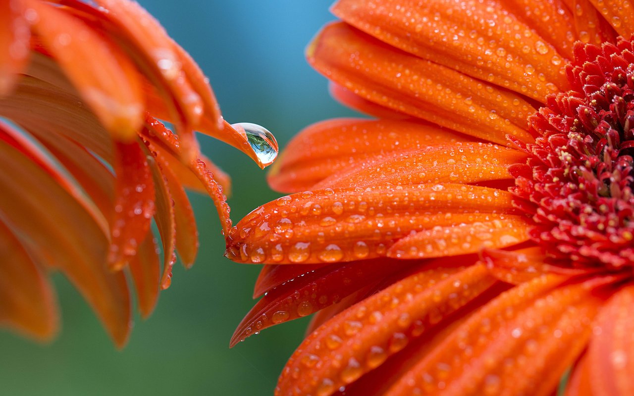 Обои цветы, фон, роса, лепестки, оранжевые, гербера, flowers, background, rosa, petals, orange, gerbera разрешение 2048x1365 Загрузить