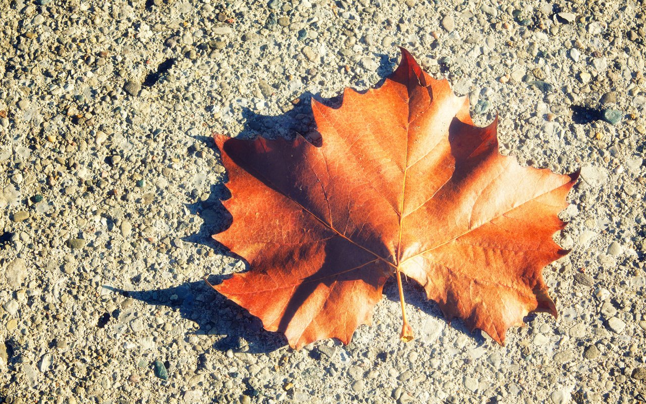 Обои листок, осень, лист, клен, leaf, autumn, sheet, maple разрешение 2048x1365 Загрузить