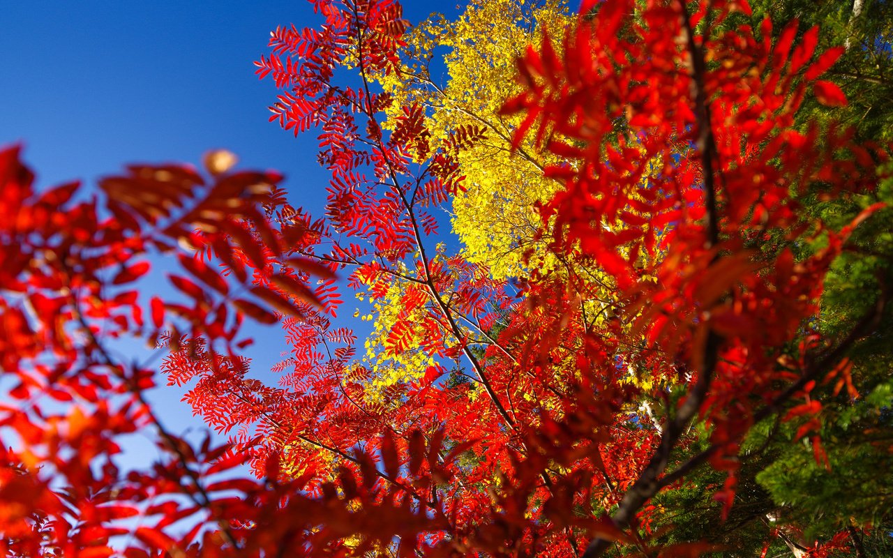 Обои небо, дерево, листья, осень, багрянец, the sky, tree, leaves, autumn, the crimson разрешение 2048x1536 Загрузить