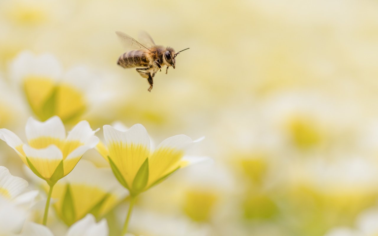 Обои цветы, макро, насекомое, пчела, flowers, macro, insect, bee разрешение 4150x2767 Загрузить