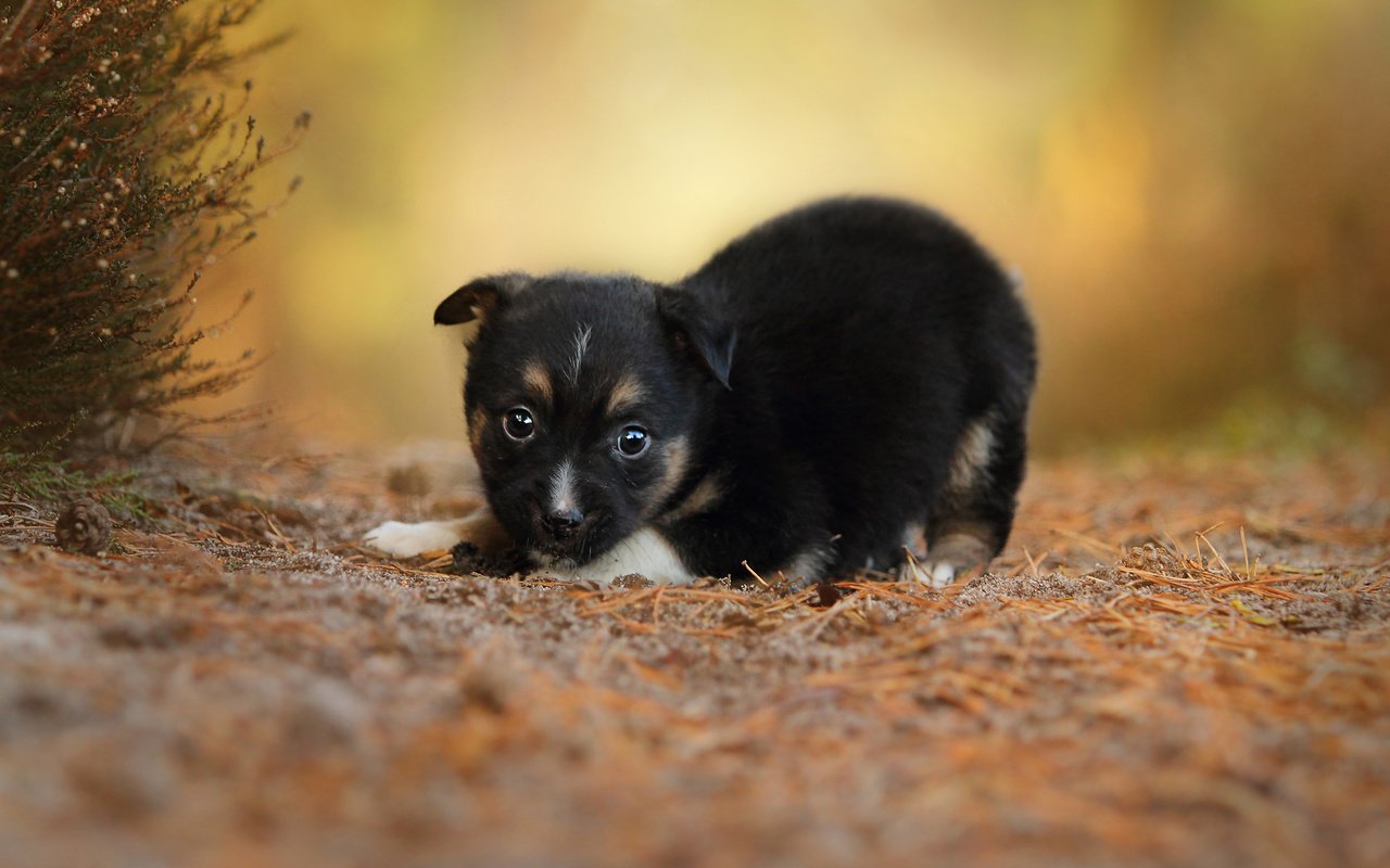 Обои собака, щенок, малыш, dog, puppy, baby разрешение 2048x1365 Загрузить