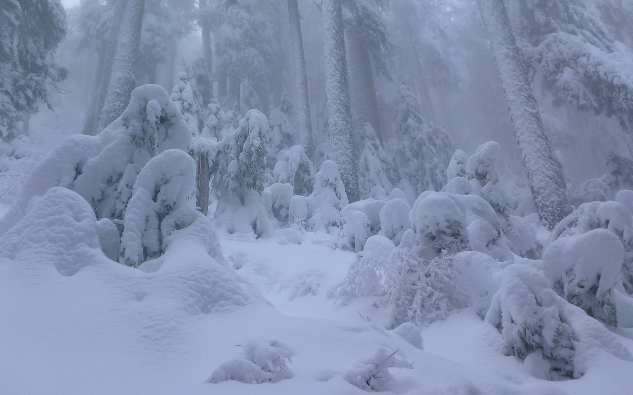 Обои снег, лес, зима, ванкувер, канада, сугробы, британская колумбия, snow, forest, winter, vancouver, canada, the snow, british columbia разрешение 2562x1440 Загрузить