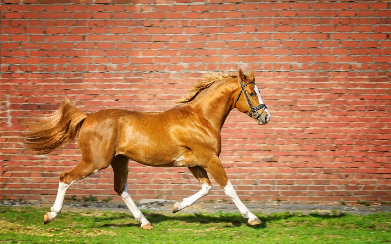 Обои лошадь, трава, стена, кирпич, конь, бег, horse, grass, wall, brick, running разрешение 2880x1920 Загрузить