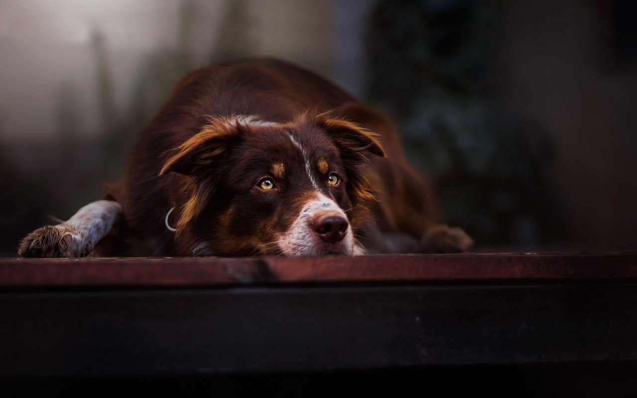 Обои взгляд, собака, друг, бордер-колли, look, dog, each, the border collie разрешение 2924x1748 Загрузить