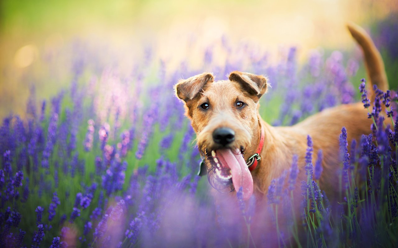 Обои цветы, природа, поле, лаванда, собака, пес, flowers, nature, field, lavender, dog разрешение 2048x1365 Загрузить