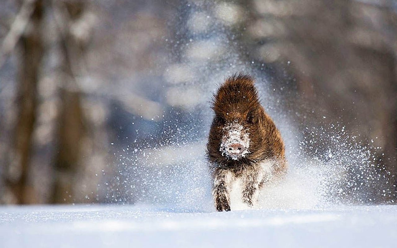 Обои зима, кабан, бежит, вепрь, дикий, winter, boar, runs, wild разрешение 1920x1200 Загрузить