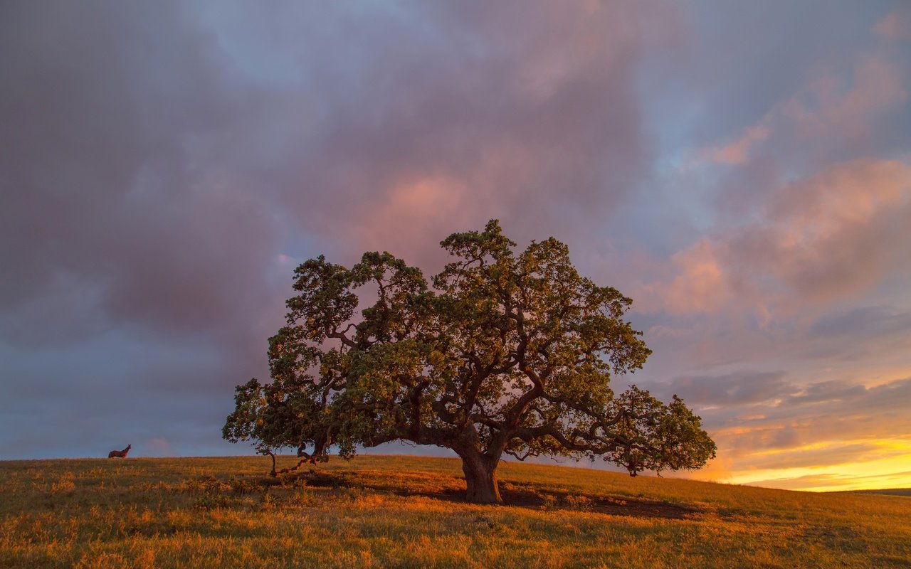 Обои трава, вечер, дерево, закат, поле, осень, grass, the evening, tree, sunset, field, autumn разрешение 2880x1920 Загрузить