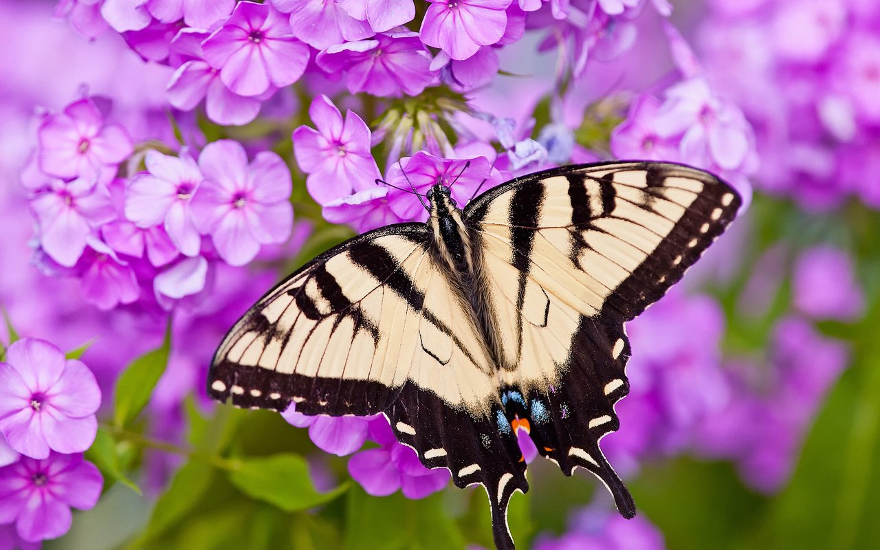 Обои цветы, макро, бабочка, парусник главк, флоксы, flowers, macro, butterfly, papilio glaucus, phlox разрешение 2048x1612 Загрузить