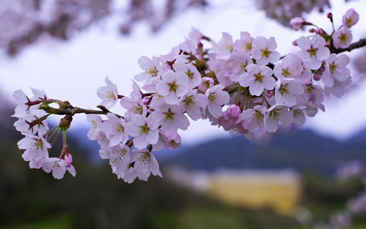 Обои цветение, ветки, весна, вишня, сакура, flowering, branches, spring, cherry, sakura разрешение 1920x1193 Загрузить