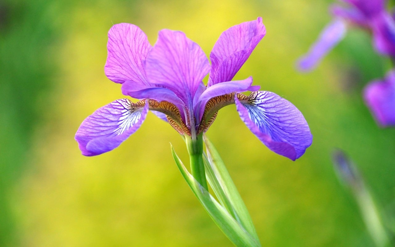 Обои макро, лепестки, фиолетовый, красота, ирис, macro, petals, purple, beauty, iris разрешение 2048x1360 Загрузить