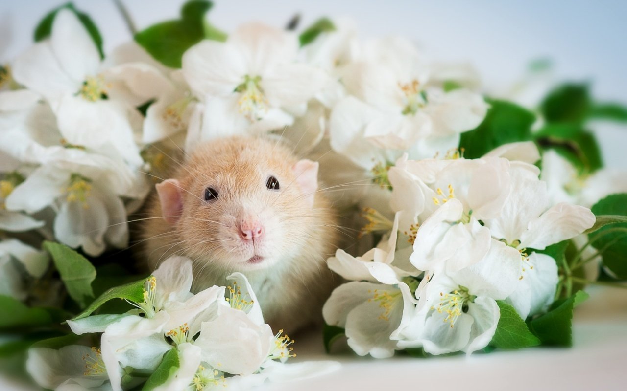 Обои цветы, мордочка, хомяк, flowers, muzzle, hamster разрешение 1920x1285 Загрузить