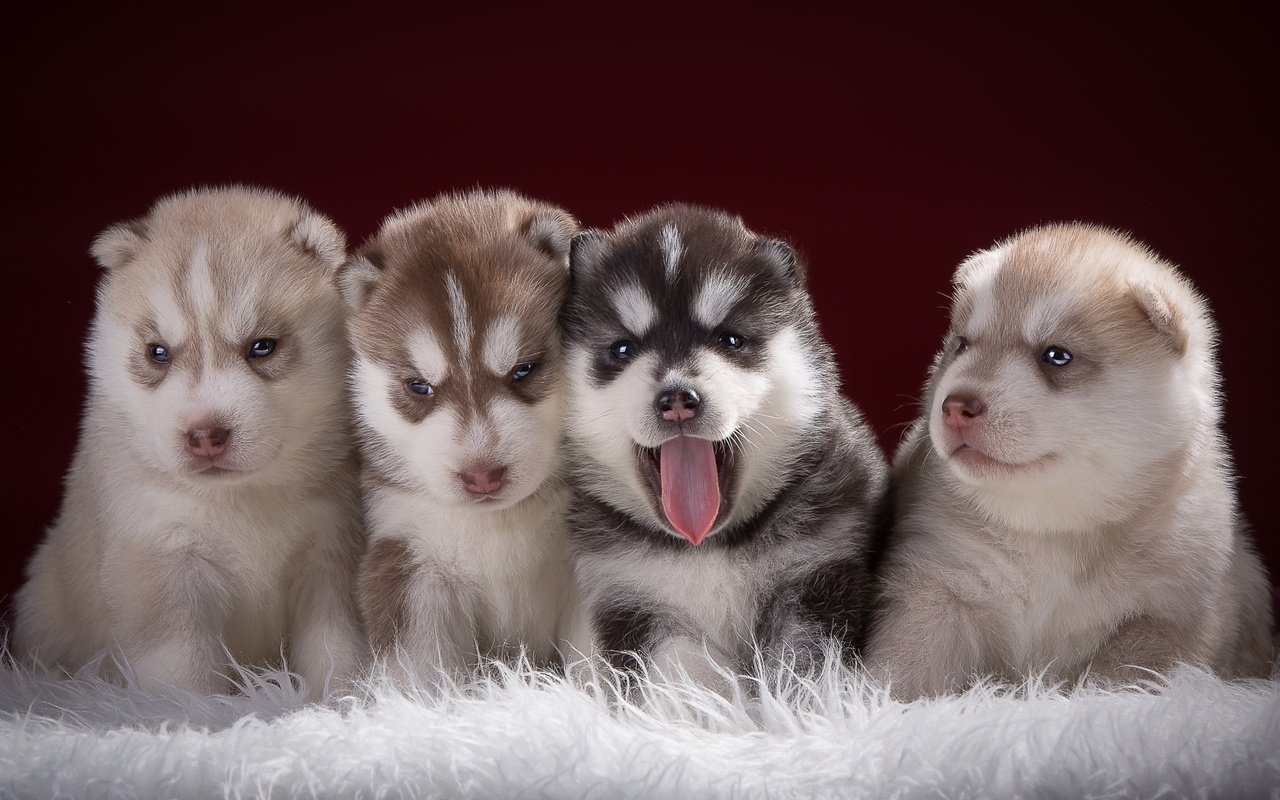 Обои хаски, щенки, малыши, квартет, husky, puppies, kids, quartet разрешение 2400x1526 Загрузить