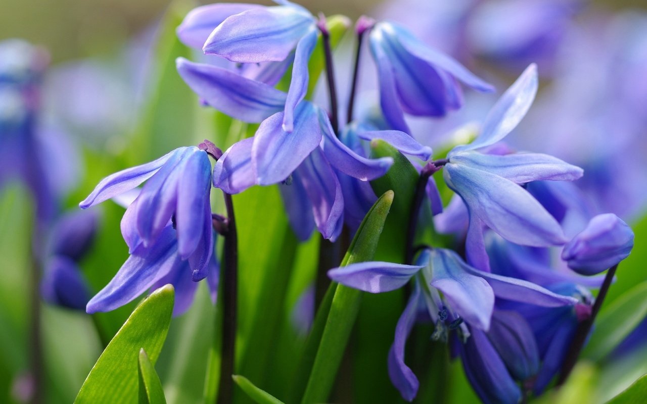 Обои цветы, макро, весна, синие, первоцвет, пролеска, flowers, macro, spring, blue, primrose, scilla разрешение 1920x1226 Загрузить