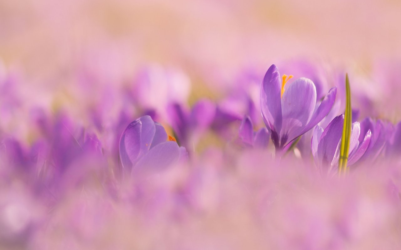 Обои цветы, природа, весна, крокусы, боке, flowers, nature, spring, crocuses, bokeh разрешение 2048x1365 Загрузить