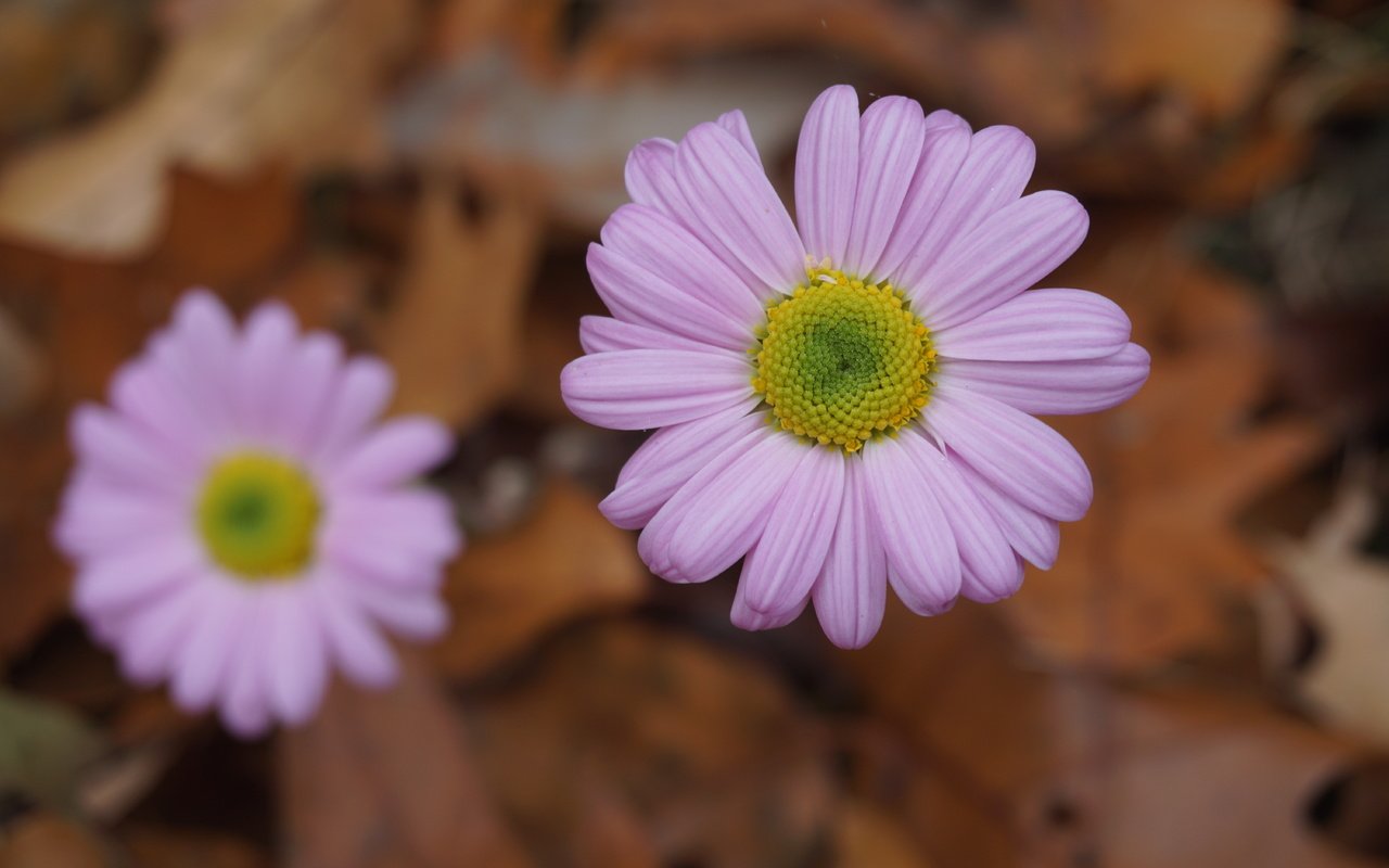 Обои цветы, осень, розовые, боке,  цветы, осен, маргаритки, пинк, flowers, autumn, pink, bokeh, daisy разрешение 6000x4000 Загрузить