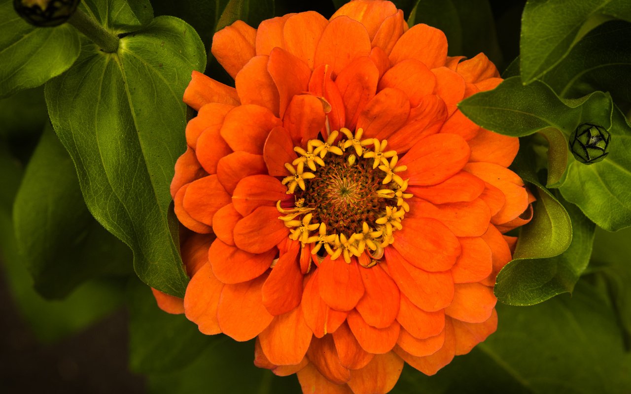 Обои листья, макро, цветок, оранжевый, цинния, leaves, macro, flower, orange, zinnia разрешение 1920x1282 Загрузить