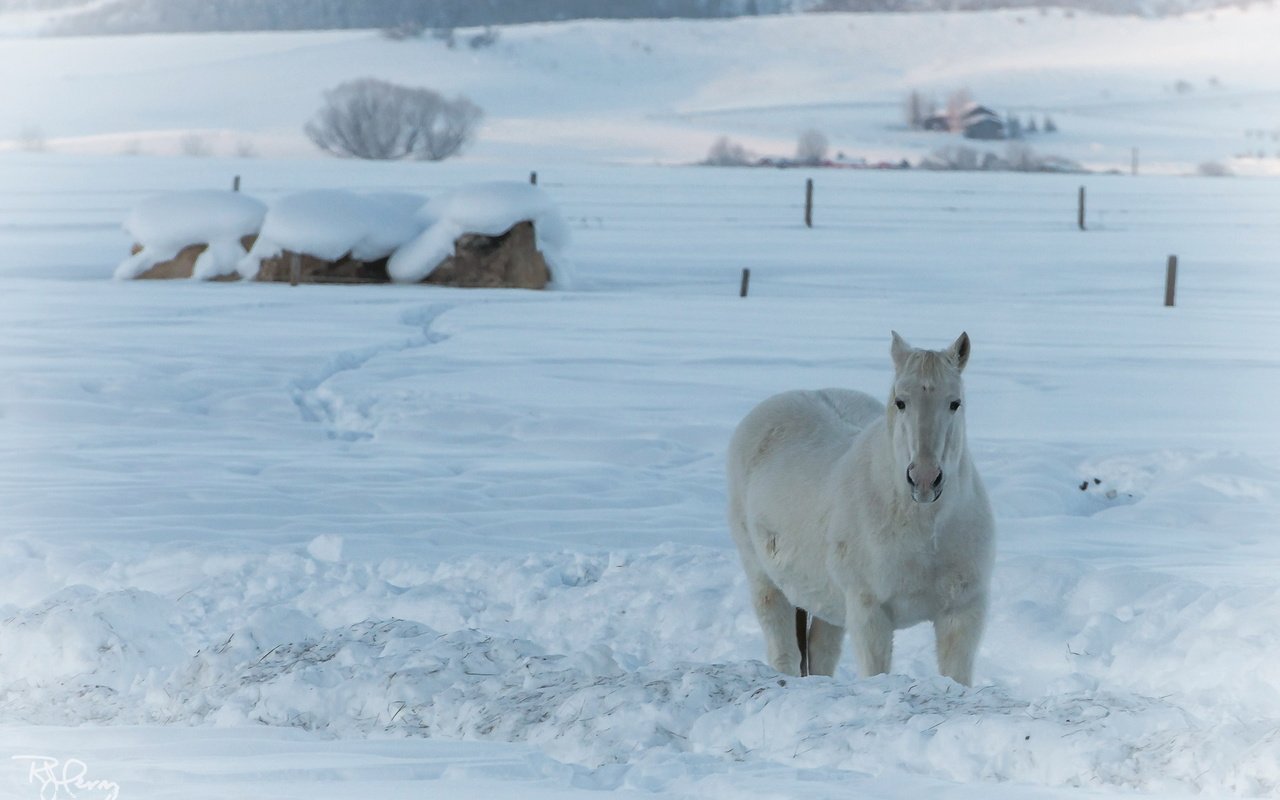 Обои лошадь, снег, природа, зима, конь, horse, snow, nature, winter разрешение 2042x1361 Загрузить
